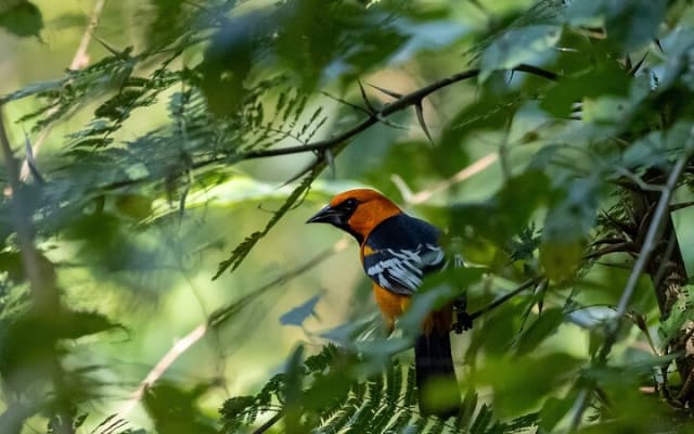Coba and Punta Laguna Guided Birdwatching Private Tour photo 9