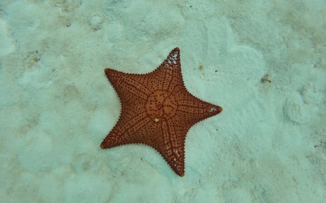 Contoy Island & Mujeres island, snorkeling & lunch on the beach. photo 11