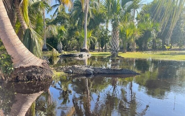 Depuis Huatulco : écotour des crocodiles et des tortues photo 3
