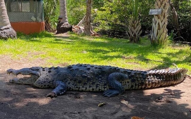 Depuis Huatulco : écotour des crocodiles et des tortues photo 4