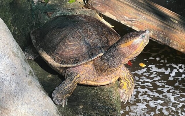 Depuis Huatulco : écotour des crocodiles et des tortues photo 6