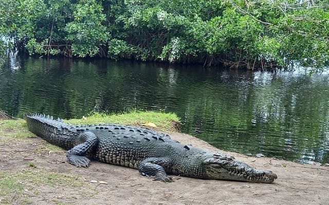 Depuis Huatulco : écotour des crocodiles et des tortues photo 8