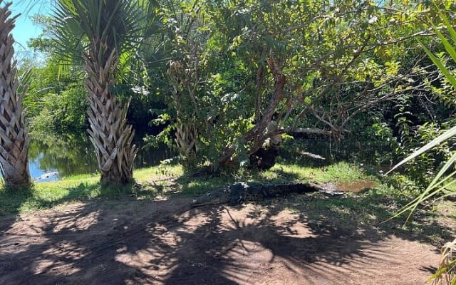 Depuis Huatulco : écotour des crocodiles et des tortues photo 9