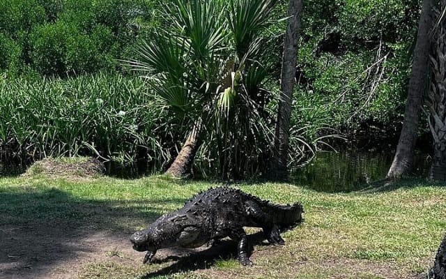 Depuis Huatulco : écotour des crocodiles et des tortues photo 10