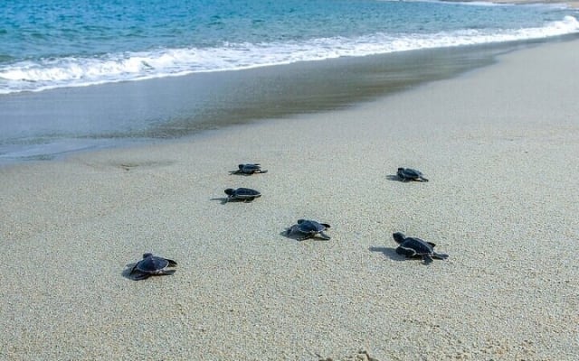 Depuis Huatulco : écotour des crocodiles et des tortues photo 15