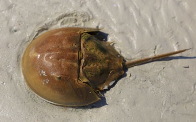 Contoy Island & Mujeres island, snorkeling & lunch on the beach. photo 12