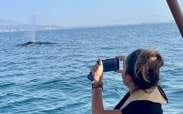 Whale Watching Experience in Puerto Vallarta