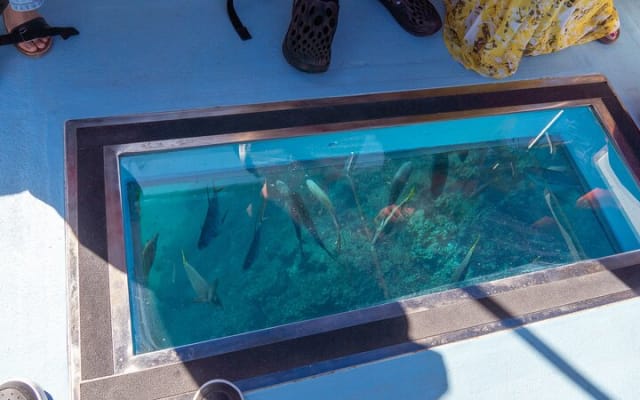 Paseo en bote con fondo de cristal por Cabo San Lucas hasta el famoso Arco photo 4
