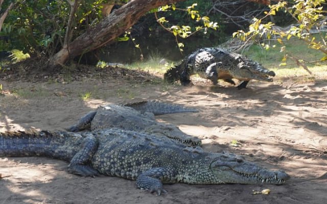 Reptile Eco Tour in Oaxacas Coastal Communities photo 2