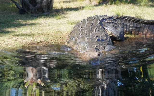 Reptile Eco Tour in Oaxacas Coastal Communities photo 3