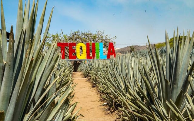 Tequila, Pueblo Mágico : excursion privée d'une journée depuis Puerto Vallarta photo 10