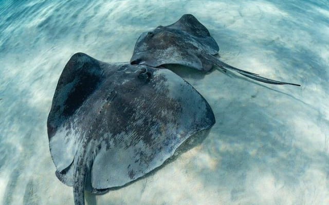 Snorkel Tulum: 2 reef point, 1 hour 20 minutes tour photo 10