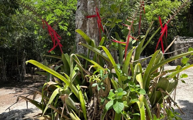 Chichén Itzá & Cobá Ruins Adventure (Private, Full Day) photo 4
