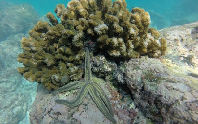 Tour de snorkel en las Islas Marietas photo 8