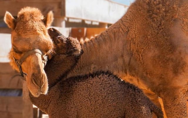 Safari à dos de chameau et expérience gastronomique à Los Cabos photo 8