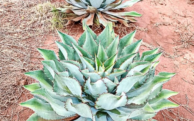 Mascota Magic Town: Private Day Trip from Puerto Vallarta photo 3