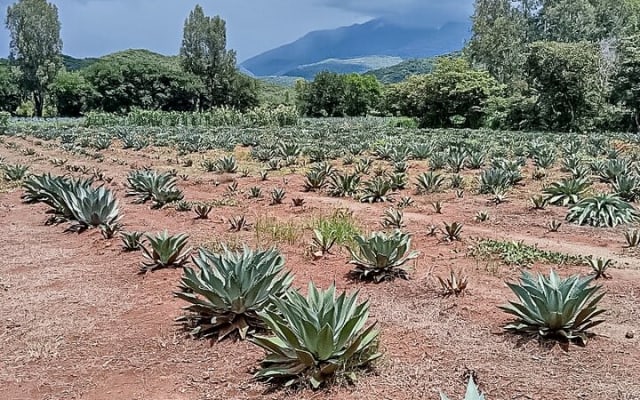 Mascota Magic Town: Private Day Trip from Puerto Vallarta photo 7