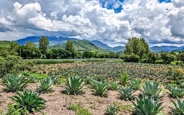 Mascota Magic Town: Private Day Trip from Puerto Vallarta photo 2