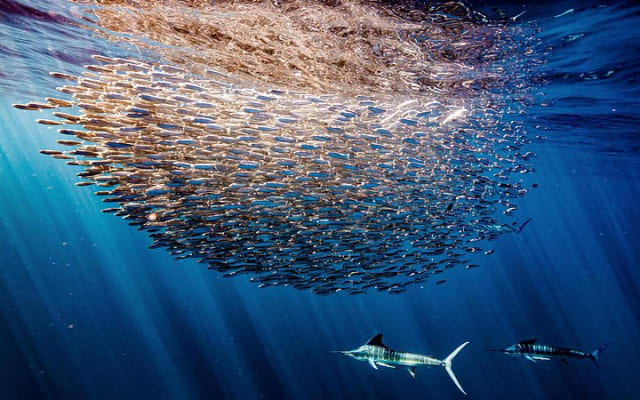 Private 4-Day Luxury Baja Snorkel Camp Tour