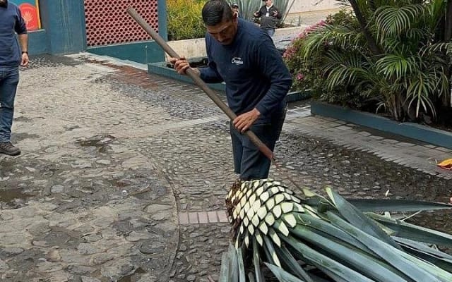 Tequila Experience History Flavor and Tradition