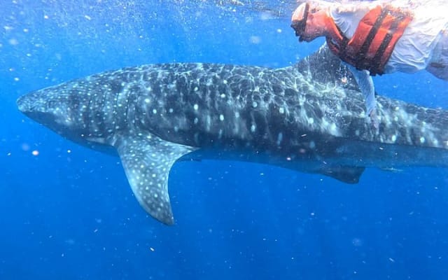 Aventure privée avec les requins-baleines à Isla Mujeres et Cancún photo 2