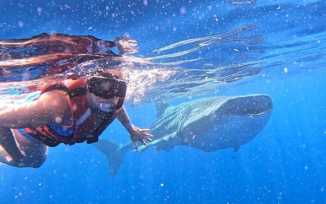Aventure privée avec les requins-baleines à Isla Mujeres et Cancún photo 6