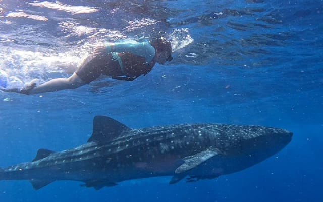 Aventure privée avec les requins-baleines à Isla Mujeres et Cancún photo 4