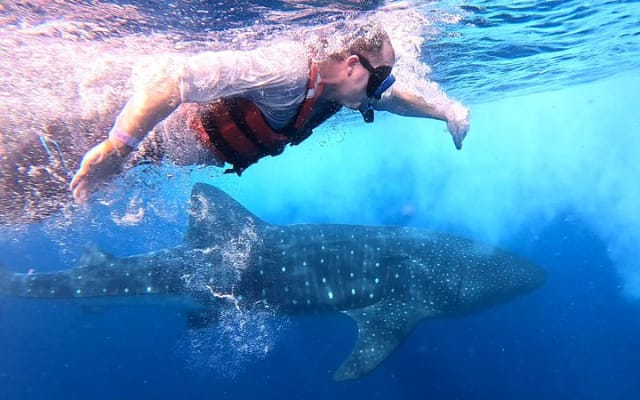 Aventure privée avec les requins-baleines à Isla Mujeres et Cancún photo 5