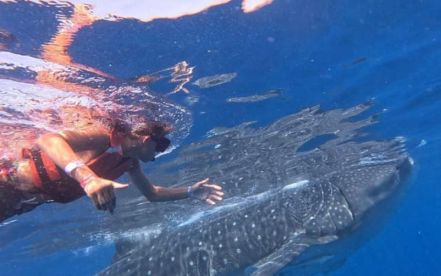 Private Whale Shark Adventure in Isla Mujeres and Cancun