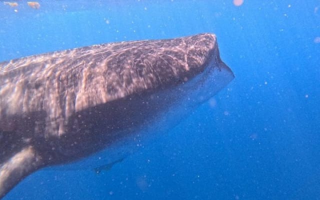 Aventure privée avec les requins-baleines à Isla Mujeres et Cancún photo 8