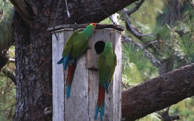 Visit the Sanctuary of the Guacamayas in free life photo 3