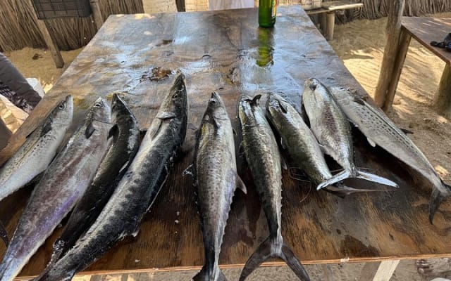 Full Day Private Deep Sea Fishing in Holbox photo 15