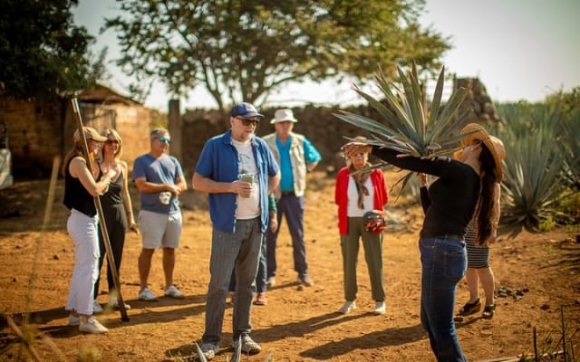 Ultimate tequila 2 day trip from Puerto Vallarta