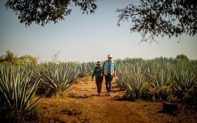 Ultimate tequila 2 day trip from Puerto Vallarta photo 4