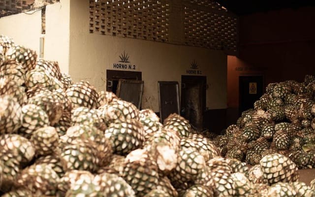 Ultimate tequila 2 day trip from Puerto Vallarta photo 11