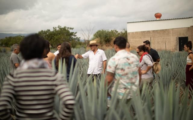 Ultimate tequila 2 day trip from Puerto Vallarta photo 13