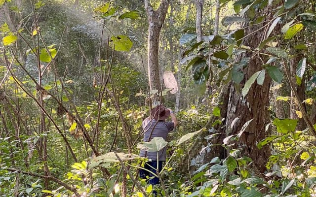 Caminata por la selva de Sayulita con biólogo: explora la Reserva Natikari photo 6