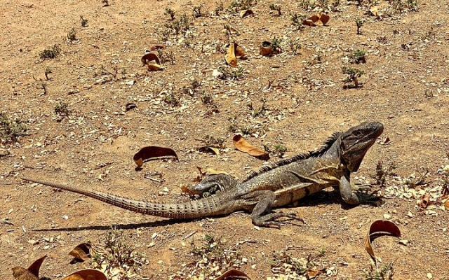 Caminata por la selva de Sayulita con biólogo: explora la Reserva Natikari photo 7