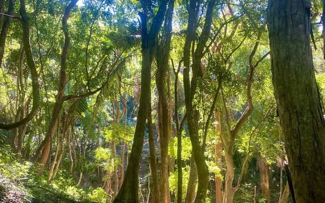 Caminata por la selva de Sayulita con biólogo: explora la Reserva Natikari photo 9