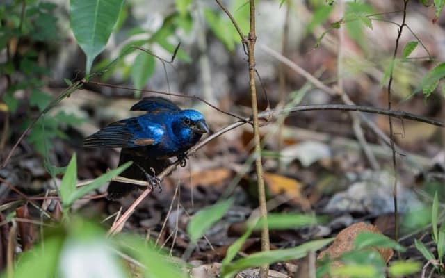 Day Trip to Coba and Punta Laguna with Mayan Lunch photo 6