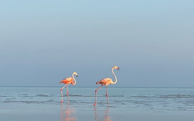 Kayak Mangroves Sunrise Experience photo 8