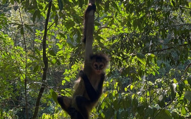 Punta Laguna Tour: Spider Monkey Reserve, cenote, canoe photo 4