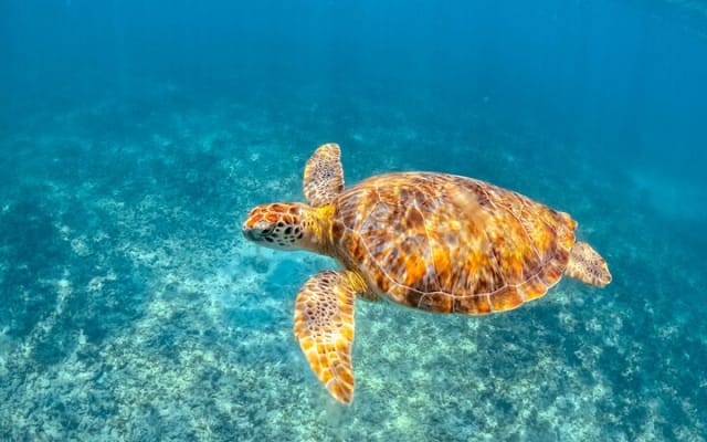 Private Turtle Snorkel Adventure in Akumal photo 4