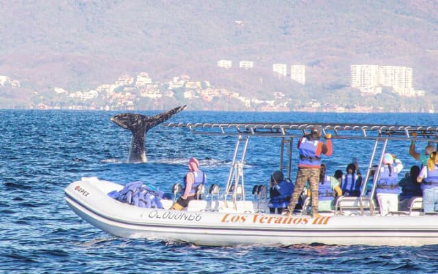 Observation des baleines en bateau rapide avec panier-repas à Puerto Vallarta photo 5