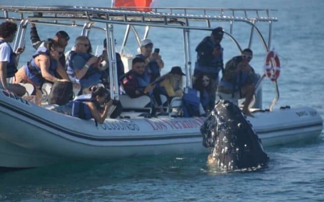Puerto Vallarta Speedboat and Box Lunch Whale Tour