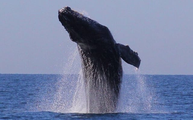Observation des baleines en bateau rapide avec panier-repas à Puerto Vallarta photo 9