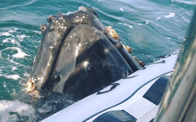 Observation des baleines en bateau rapide avec panier-repas à Puerto Vallarta photo 3