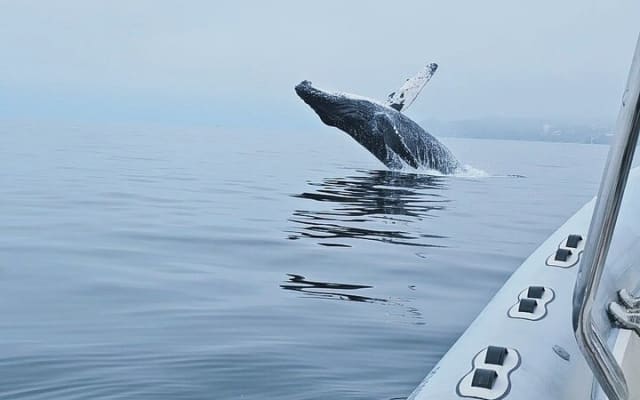 Observation des baleines en bateau rapide avec panier-repas à Puerto Vallarta photo 8