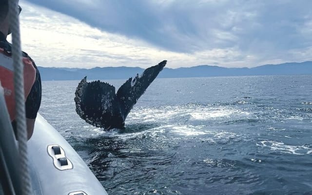 Observation des baleines en bateau rapide avec panier-repas à Puerto Vallarta photo 6