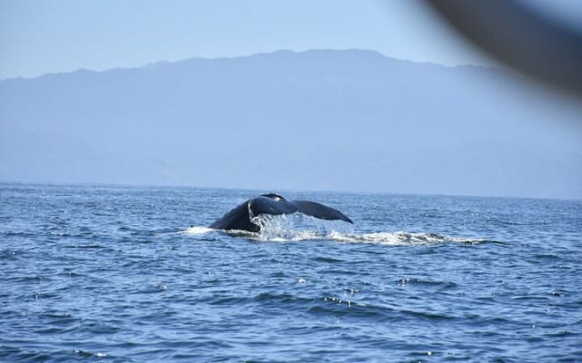 Observation des baleines en bateau rapide avec panier-repas à Puerto Vallarta photo 10